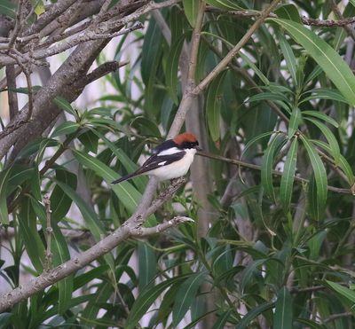 Woodchat Shrike (Lanius senator)
