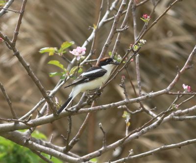 Woodchat Shrike (Lanius senator)