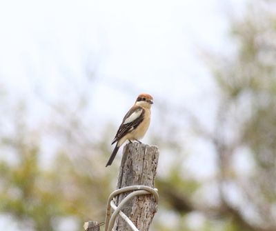 Woodchat Shrike (Lanius senator)
