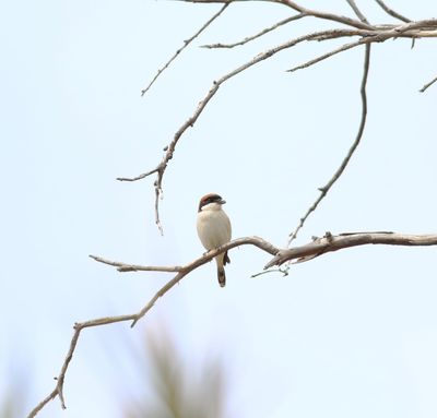 Woodchat Shrike (Lanius senator)