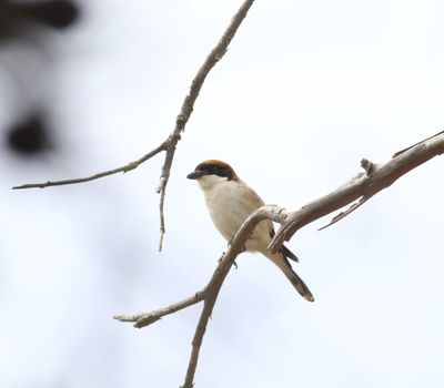 Woodchat Shrike (Lanius senator)