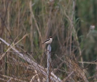 Woodchat Shrike (Lanius senator)