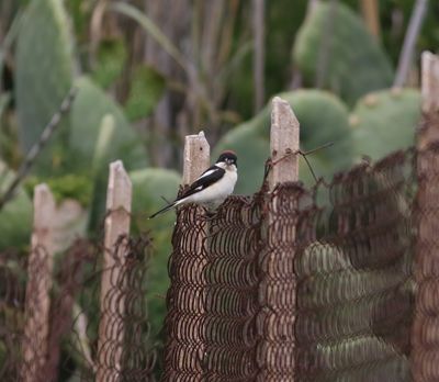 Woodchat Shrike (Lanius senator)