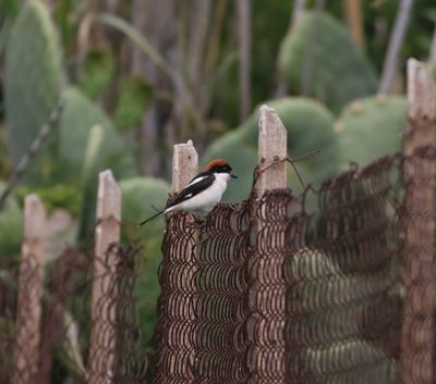 Woodchat Shrike (Lanius senator)