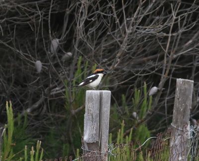 Woodchat Shrike (Lanius senator)