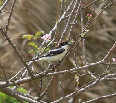 Woodchat Shrike (Lanius senator)