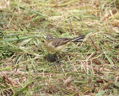 Yellow Wagtail (Motacilla flava)