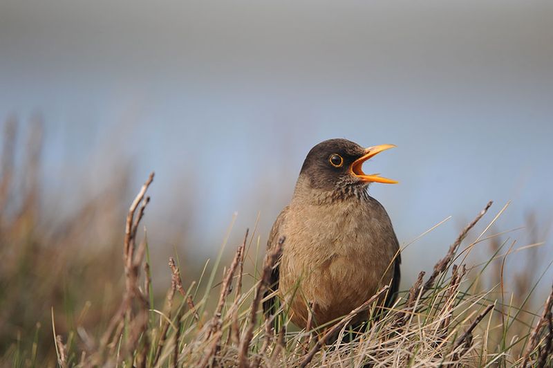 700_4355F Magelhaenlijster (Turdus falcklandii falklandii, Falkland thrush).jpg