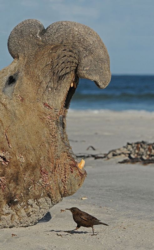 DSC_2421F zuidelijke zee-olifant (Mirounga leonina, southern elephant seal).jpg