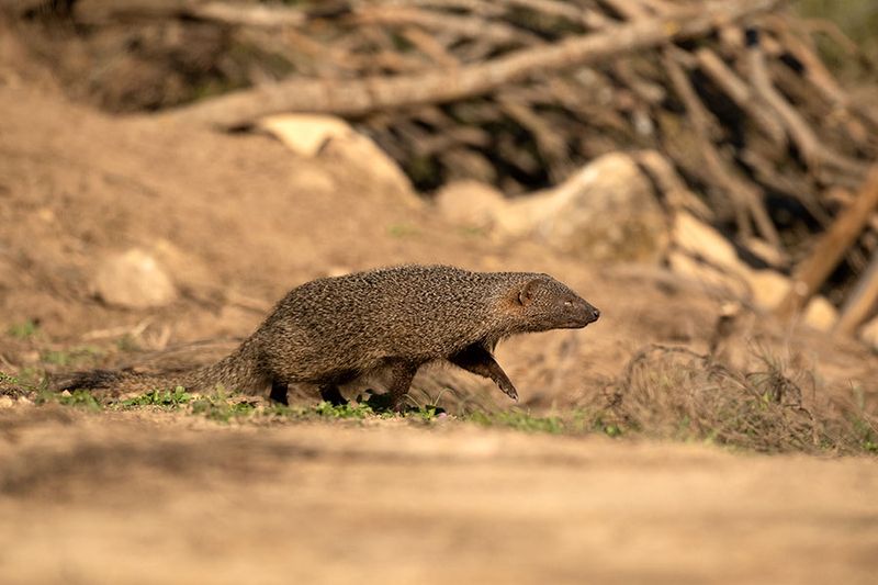 ND5_3347F Egyptische mangoest (Herpestes ichneumon, Egyptian mongoose).jpg