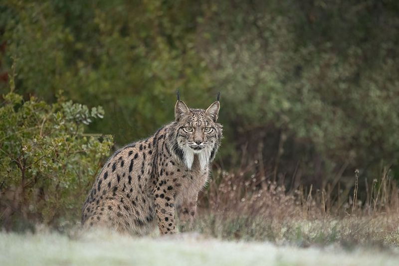 ND5_7252F  Iberische/Spaanse lynx (Lynx pardinus, Iberian lynx).jpg