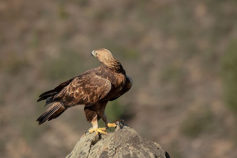 ND5_7626F steenarend mn. (Aquila chrysaetos, Golden eagle male).jpg