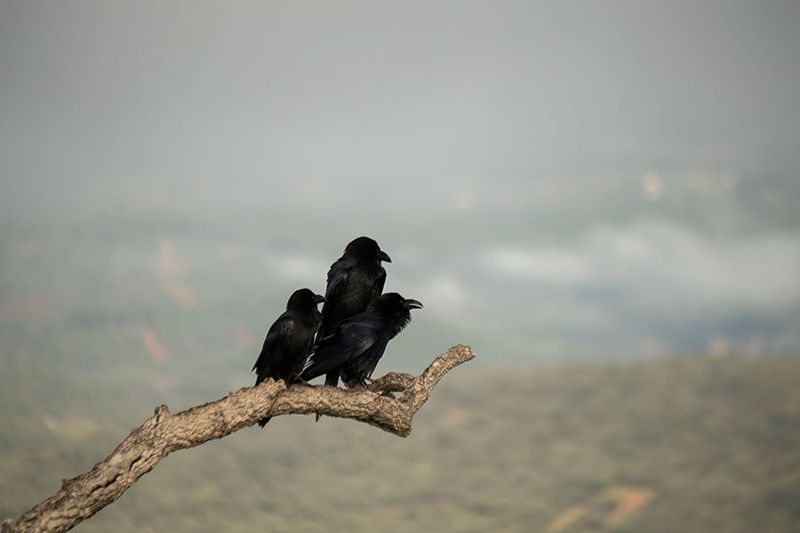 ND5_6990F raaf (Corvus corax, Common raven).jpg