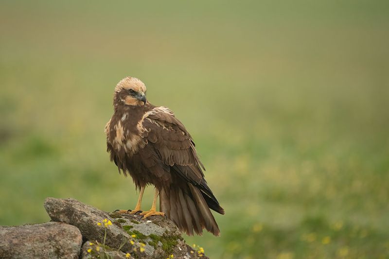 ND5_8148F bruine kiekendief vr. (Circus aeruginosus, Western Marsh Harrier female).jpg