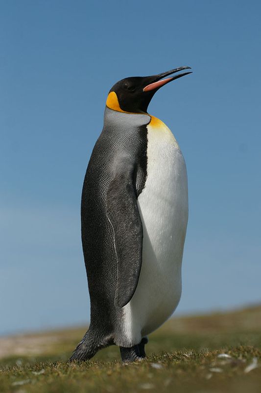 DSC03003F koningspinguin (Aptenodytes patagonicus, King Penguin).jpg