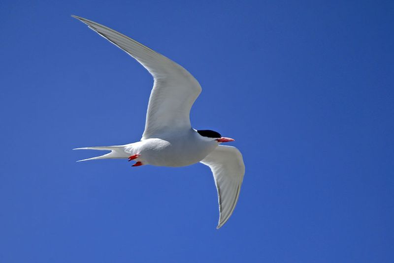 DSC08598F Zuid-Amerikaanse visdief (Sterna hirundinacea, South American tern).jpg