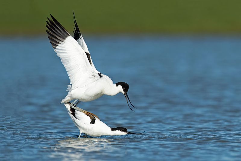 ND5_9773F kluut (Recurvirostra avosetta, Pied Avocet).jpg