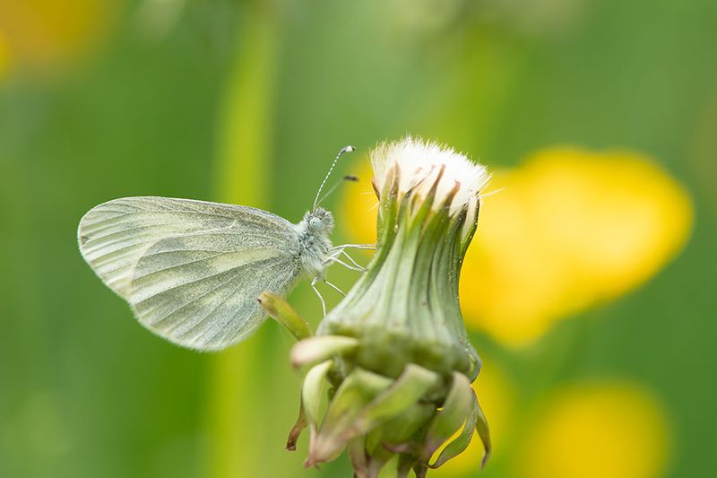 ND5_2471F boswitje (Leptidea sinapis, Wood white).jpg