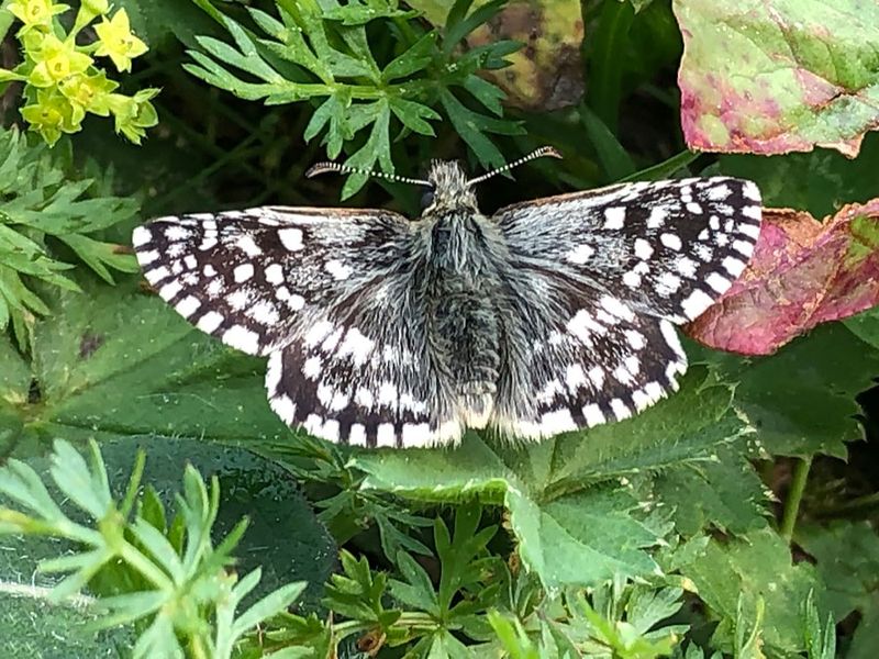 3759F aardbeivlinder (Pyrgus malvae, Grizzled Skipper).jpg