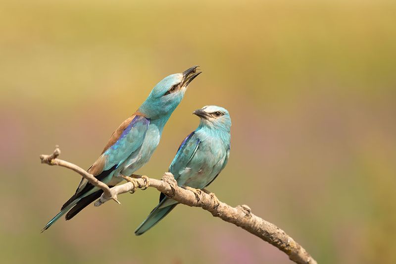 ND5_4771F scharrelaar (Coracias garrulus, European roller).jpg