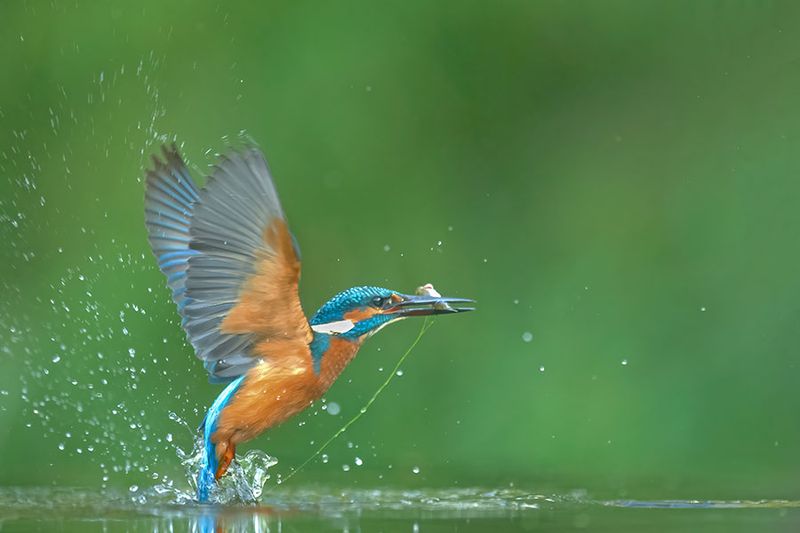 ND5_8758F ijsvogel (Alcedo atthis, Kingfisher).jpg