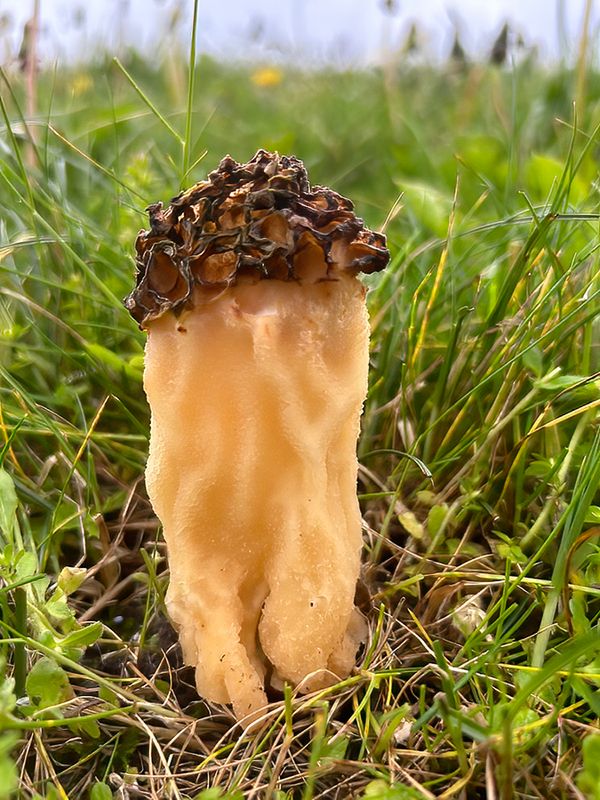 Paddenstoelen en Korstmossen/Mushrooms and Lichen 