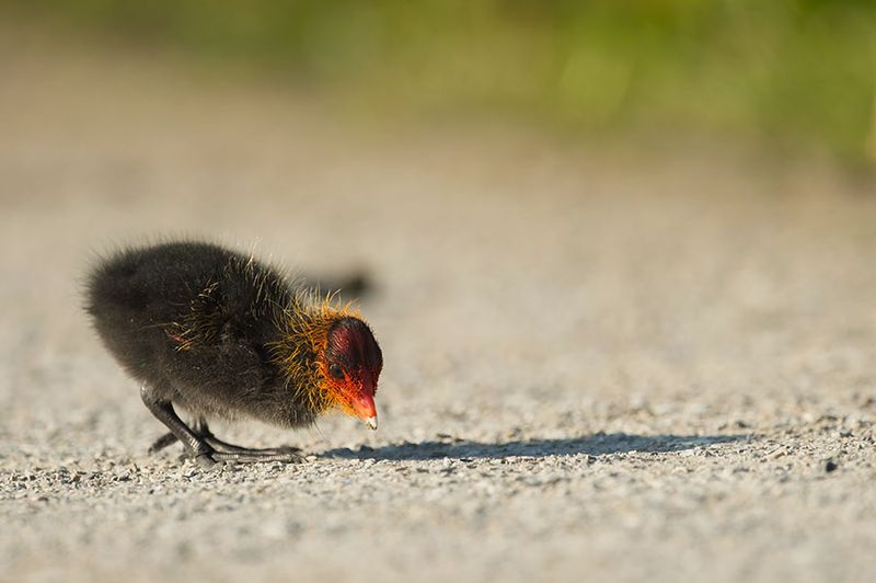 D4S_0284F juveniele meerkoet (Fulica atra, Eurasian Coot).jpg
