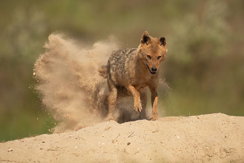ND5_4490F goudjakhals of gewone jakhals (Canis aureus, Golden jackal).jpg