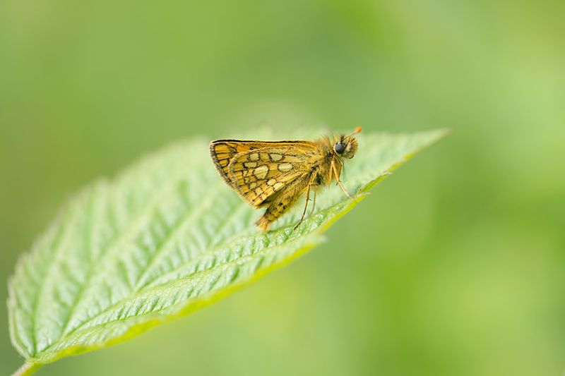 ND5_8597F bont dikkopje (Carterocephalus palaemon, Chequered Skipper).jpg