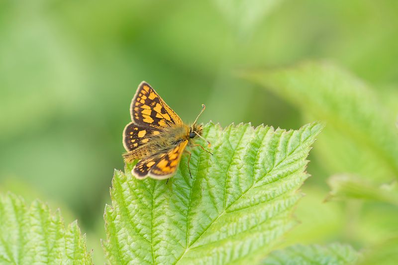 ND5_8610F bont dikkopje (Carterocephalus palaemon, Chequered Skipper).jpg