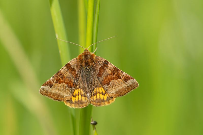 ND5_7802F bruine daguil (Euclidia glyphica, Burnet companion).jpg