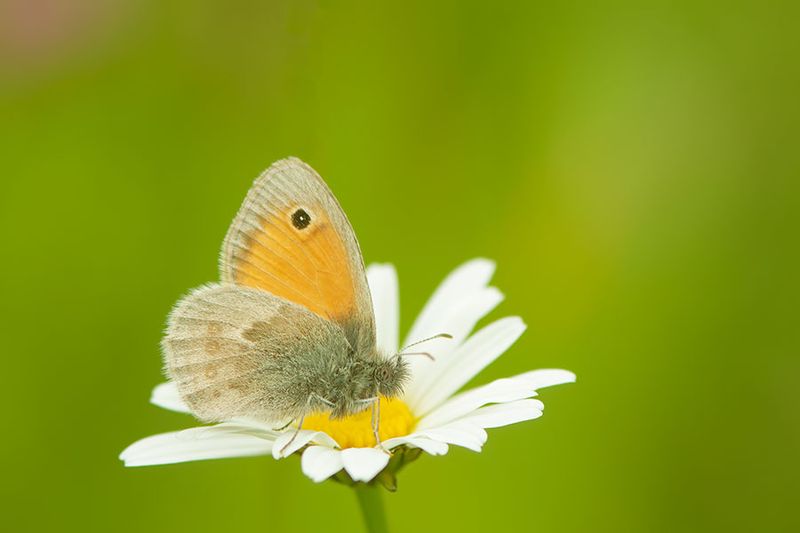 ND5_8141F hooibeestje (Coenonympha pamphilus, Small Heath).jpg