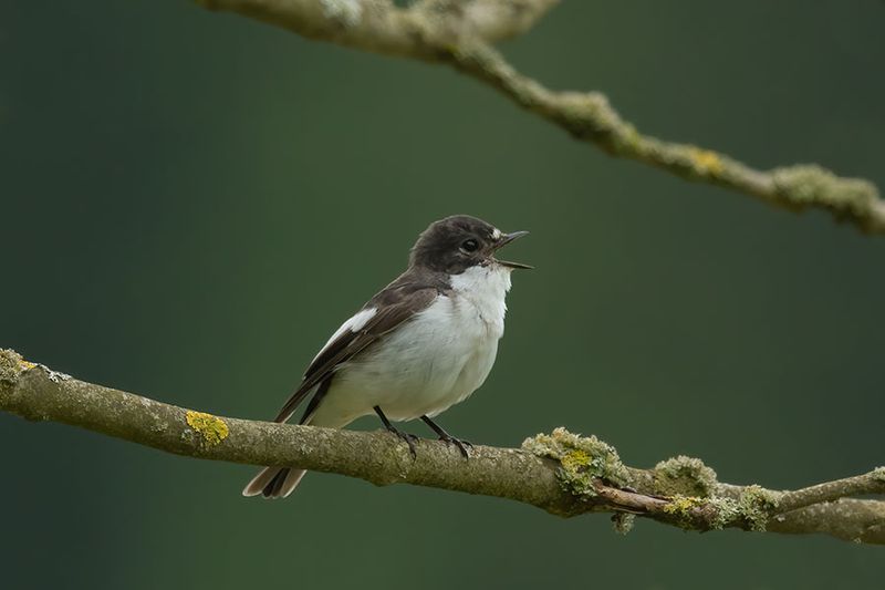 ND5_8297F bonte vliegenvanger (Ficedula hypoleuca, European Pied Flycatcher).jpg