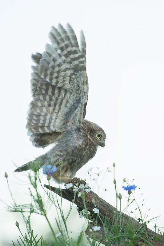 ND5_0320F juveniele steenuil (Athene noctua, Little Owl).jpg
