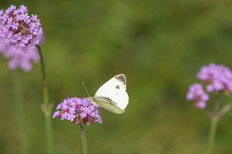 Vlinders en rupsen/Butterflies and caterpillars