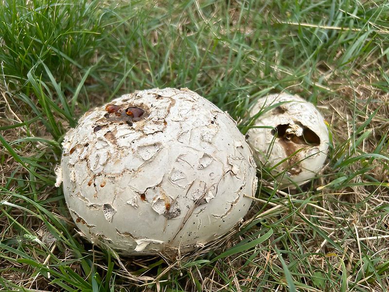 thumb_43abF lederster (Mycenastrum corium, Corkstar Puffball).jpg