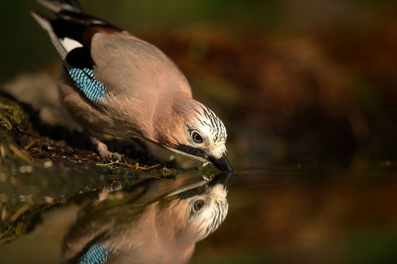 D4S_8333F vlaamse gaai (Garrulus glandarius, Eurasian Jay).jpg
