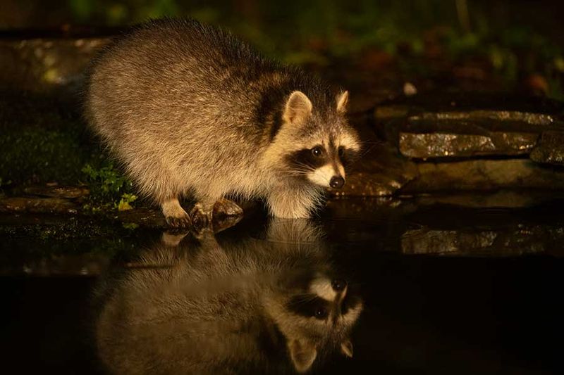 Z63_0665F wasbeer (Procyon lotor, Raccoon).jpg