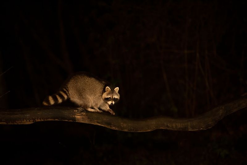 ND5_3500F wasbeer (Procyon lotor, Raccoon).jpg