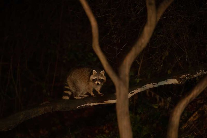 ND5_3518F wasbeer (Procyon lotor, Raccoon).jpg