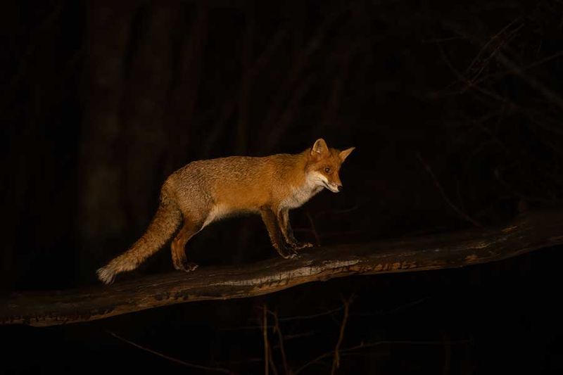 ND5_3445F vos (Vulpes vulpes, Red Fox).jpg