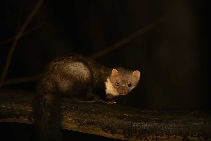 Z63_0259F steenmarter (Martes foina, Beech marten).jpg