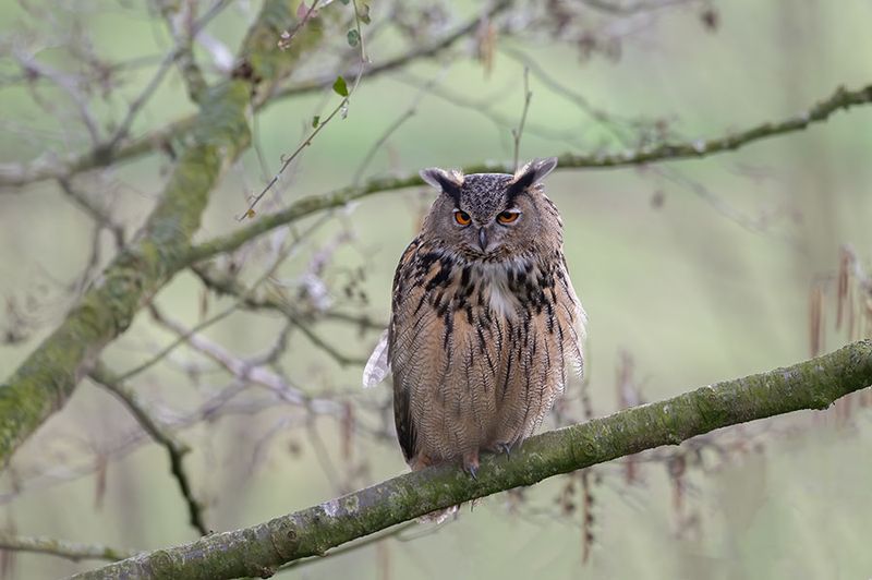 Vogels/Birds