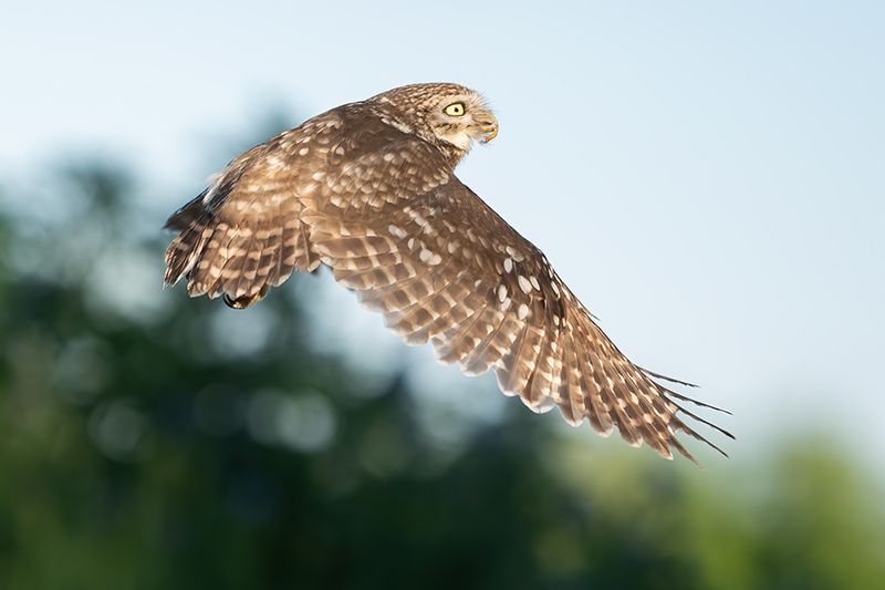 Z63_0840F steenuil (Athene noctua, Little Owl).jpg