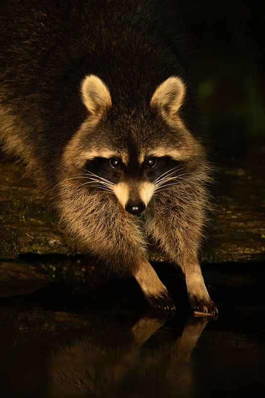 Z63_0368F wasbeer (Procyon lotor, Raccoon).jpg