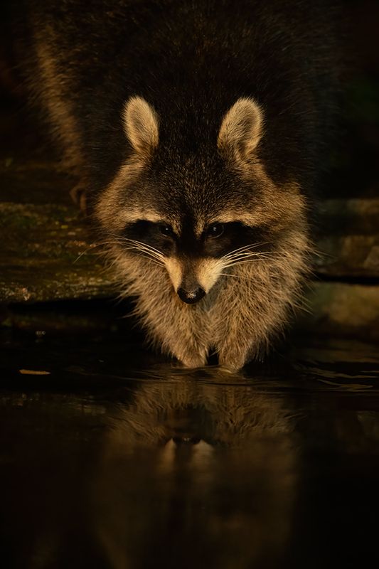 Z63_0407F wasbeer (Procyon lotor, Raccoon).jpg