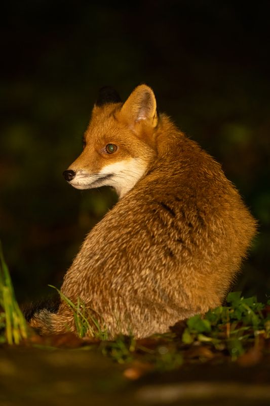 Z63_0481F vos (Vulpes vulpes, Red Fox).jpg