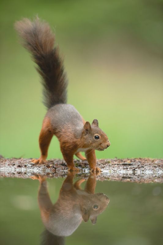 Zoogdieren/Mammals