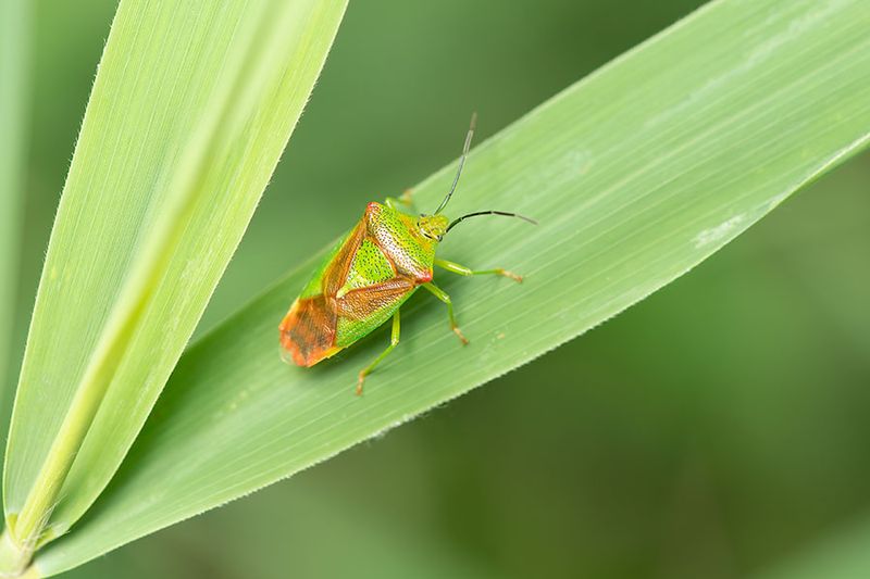 Insecten/Insects