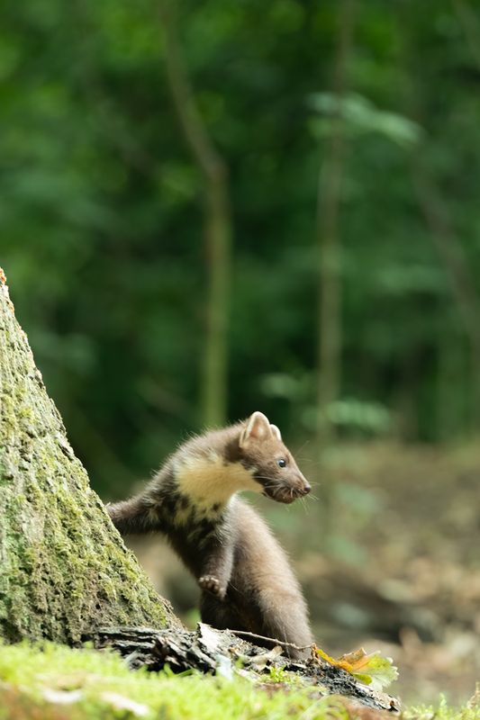 Zoogdieren/Mammals